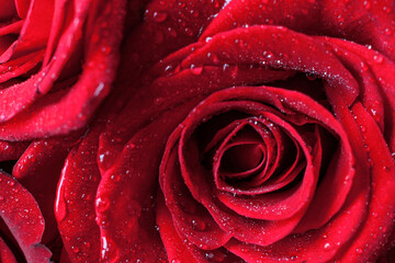 Red rose macro with waterdrops