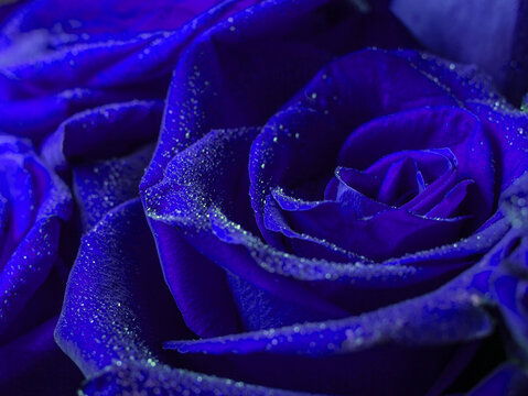 Beautiful blue rose macro with water drops