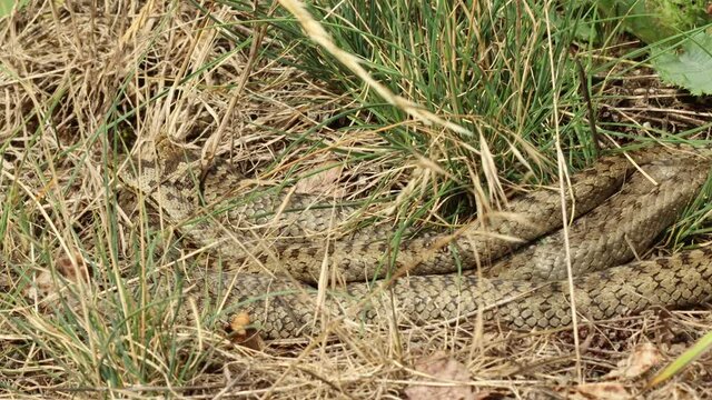 Drei Schlingnattern (Coronella austriaca) beim Sonnenbad