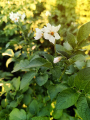 green healthy leaves of young potato plant