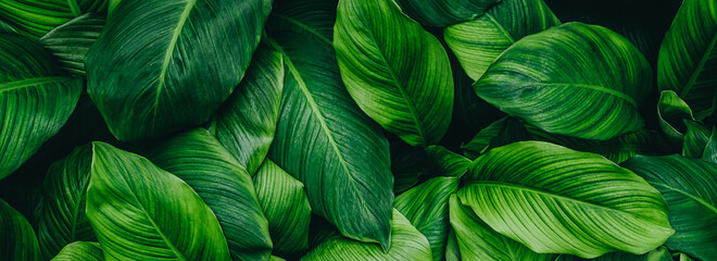 Fototapeta abstract green leaf texture, nature background, tropical leaf obraz