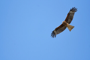 青空を背景に悠々と旋回するトビ