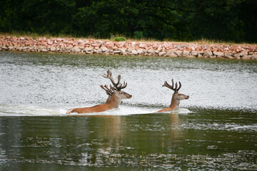 Cerf en Nièvre