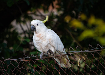 A Sulphur crested cockatoo