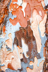 Beautiful wooden texture background