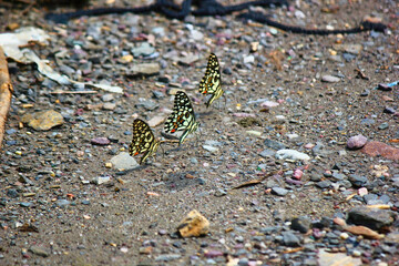 Selective focus of a colorful butterfly in rishikesh located in Indian Himalaya