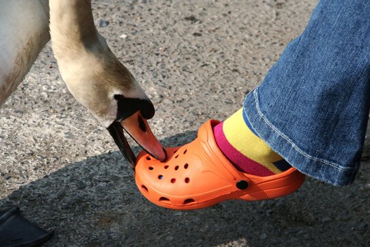 Swan That Bites His Shoes