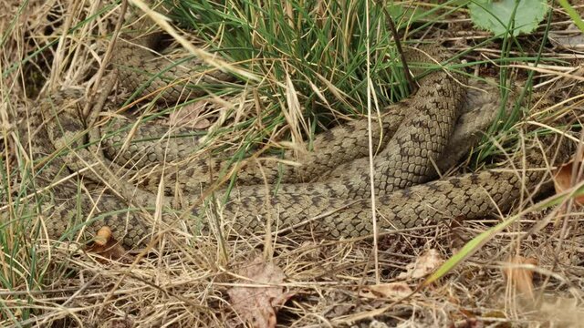 Drei Schlingnattern (Coronella austriaca) beim Sonnenbad