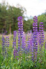 Summer meadow with purple lupine flowers in the rays of the evening sun. The background is blurry.