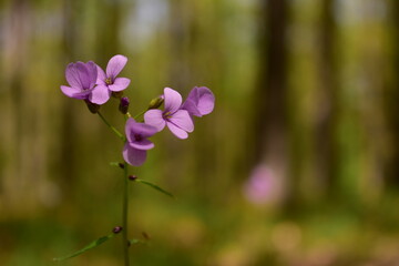 Fototapeta na wymiar Cardamine bulbifera in the forest in blooming time