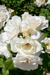white roses in the garden