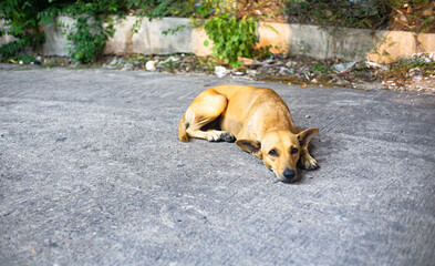 a sleepy dog on the road, Hua Hin Thailand