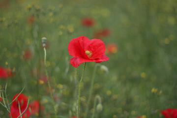 Red corn poppies in a field also known as a corn rose