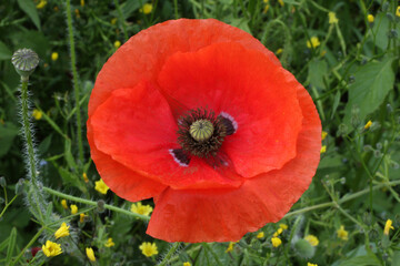 A close up photograph of a red corn poppy flower