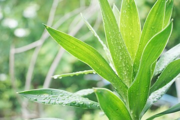Fototapeta na wymiar fresh green dracaena fragrans plant in nature garden