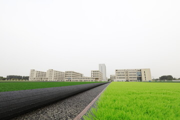 Artificial lawn laying at sports field