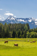 Naklejka premium Herd of cows, Schladming Tauern, Austria
