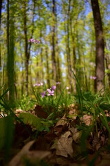 Obraz na płótnie Canvas Cardamine bulbifera in the forest in blooming time