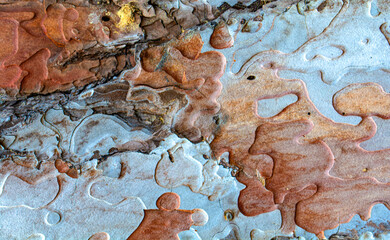 Beautiful wooden texture background