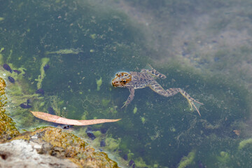 Amphibian  river frog sits in the morning on the river bank in the Golan Heights, in northern Israel