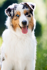 dog looking blue-eyed australian shepherd
