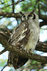 owl on the tree in savannah
