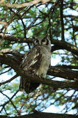 owl on the tree in savannah