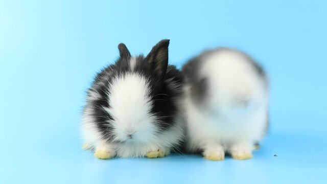 Group of lovely baby easter bunnies rabbits on light blue background. 