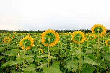 Sunflowers on a farm, China