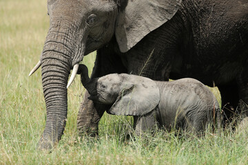 Obraz na płótnie Canvas Group of elephants in kenya