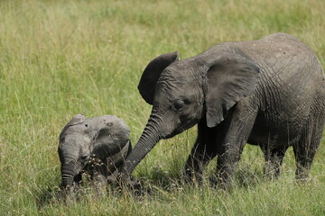 Group of elephants in kenya