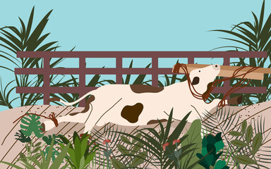 Cow lying around just been slaughtered legs tied rope with flat cartoon style.