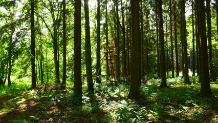 Fototapeta premium Wald