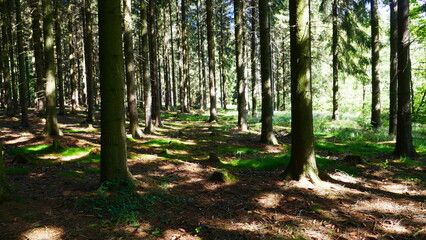 Wald