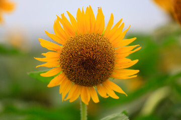Sunflowers on a farm, China