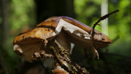 Wald