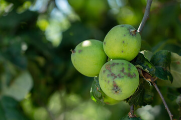 apple orchard with apples in summer