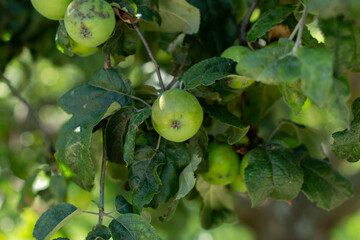 apple orchard with apples in summer