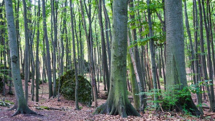 Fototapeta na wymiar krajobraz leśny ze skałą