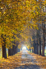 autumn alley near Banhorvati in Northern Hungary, Hungary