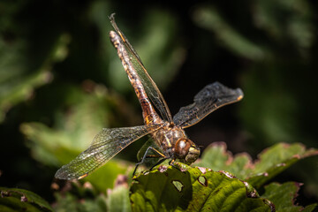dragonfly on a branch