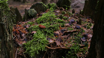 Wald