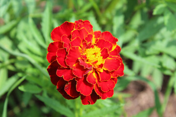 Beautiful red marigold flower. Close-up. Background. Landscape.