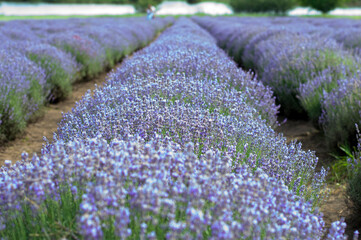 Obraz premium blooming field of lavender