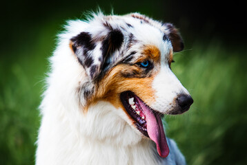 dog looking blue-eyed australian shepherd