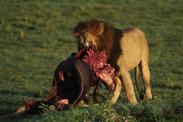 lion in hunting in savannah in kenya