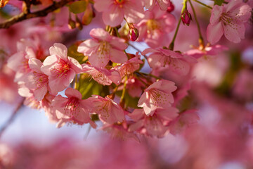 Fototapeta na wymiar 河津桜の花のクローズアップ