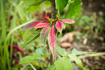 野生のポインセチア