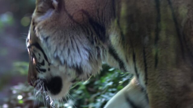 Portrait of a tiger in the nature. zoologic park, zoo, safari. Sunny forest