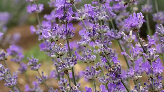Lavender field in rows of blooming lavender Provence France. Beautiful flowers lilac lavadna aroma oil. Close-up
